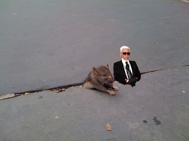 Chicagoist's Lauri decided to make Sad Rat a Fashion Week watcher with Karl Lagerfeld